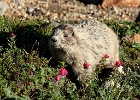 Adult marmot eating flowers